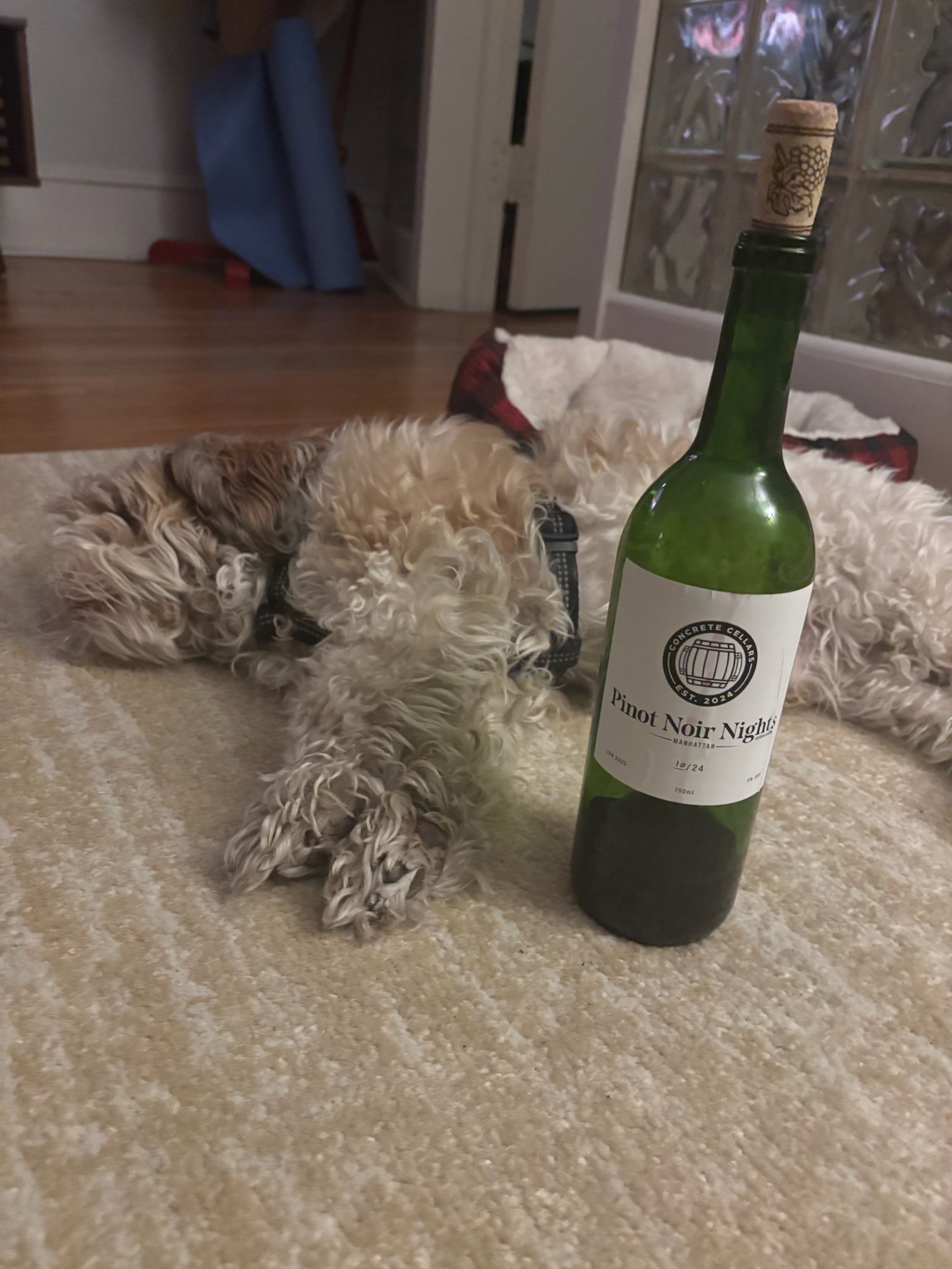 A dog relaxing next to Pinot Noir Nights